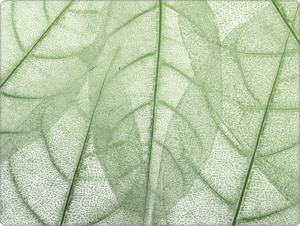 Bladerskelet laptop sticker 15 inch