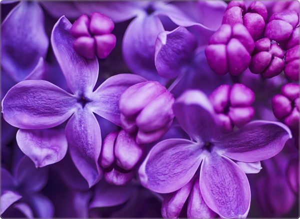 Bloemen laptop sticker 17 inch