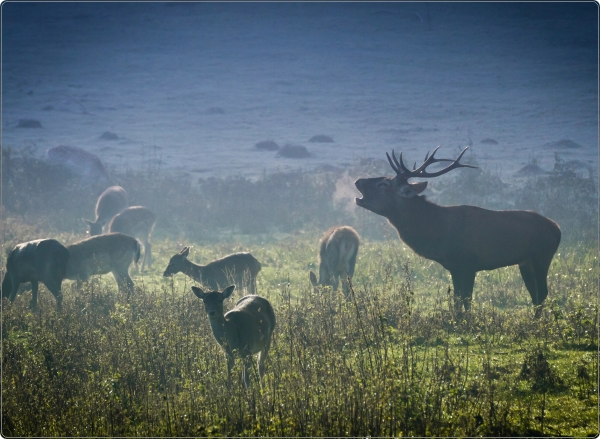 Canada Laptop Sticker 17 inch