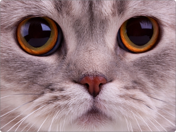 Close up cat laptop sticker 15 inch