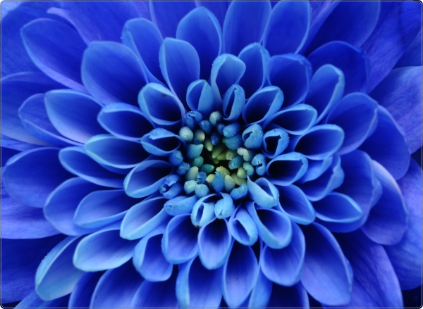 Dahlia laptop sticker 17 inch