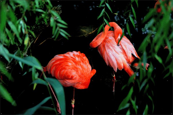 Flamingos tuindoek