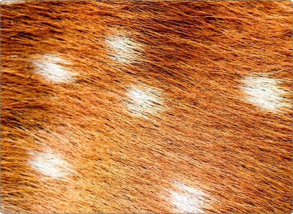 Hert laptop sticker 17 inch