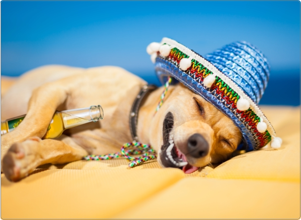 Hondje laptop sticker 17 inch