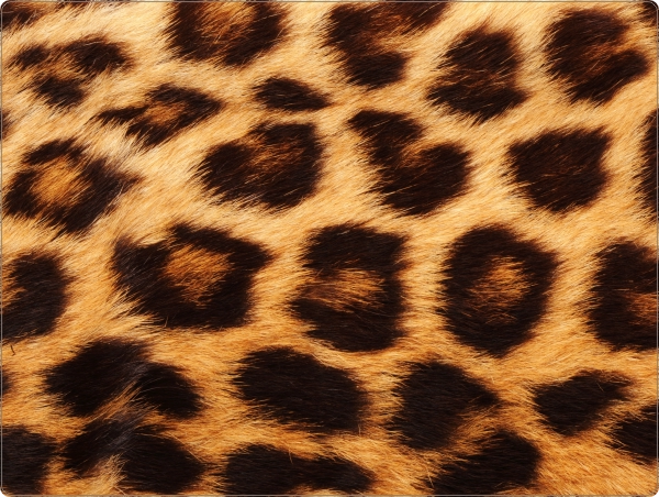 Jaguar laptop sticker 15 inch