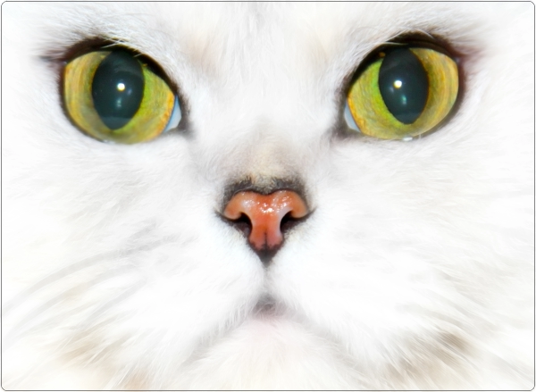 Kat Wit Laptop Sticker 17 inch