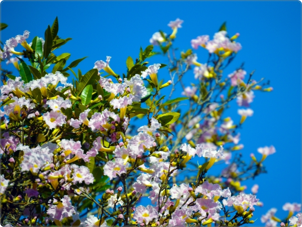 Kersenbloesem laptop sticker 15 inch