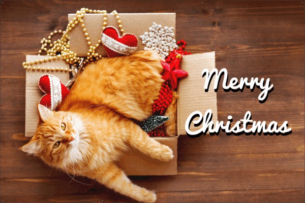 Merry Christmas Cat spandoek