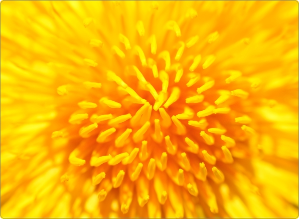 Paardenbloem laptop sticker 17 inch