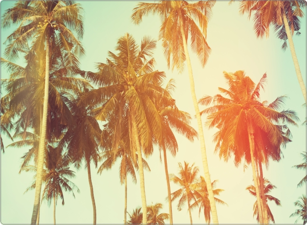 Palmen LA Laptop Sticker 17 inch