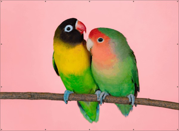 Papegaaitjes Love Birds spandoek