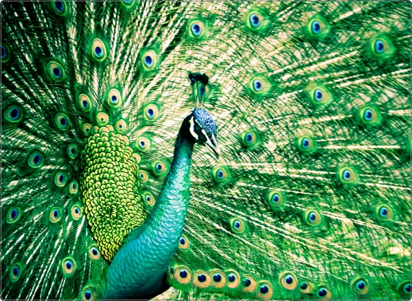 Pauw laptop sticker 17 inch