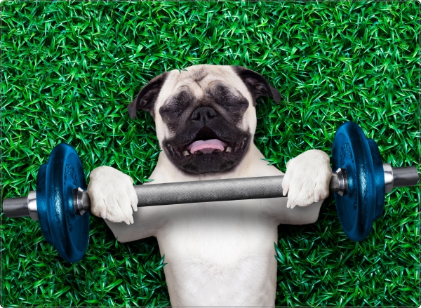 Pug laptop sticker 17 inch