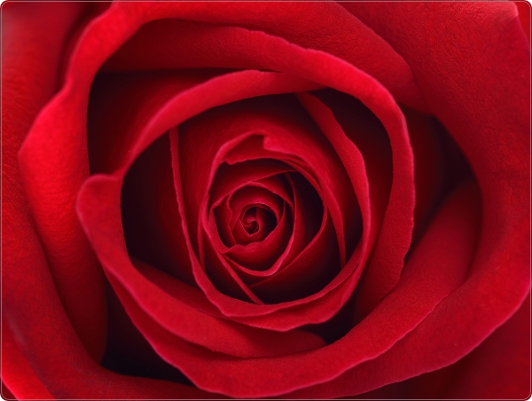 Roos laptop sticker 15 inch