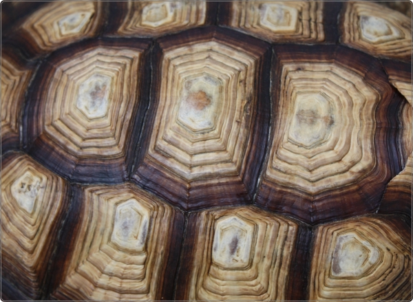 Schildpadschild laptop sticker 17 inch