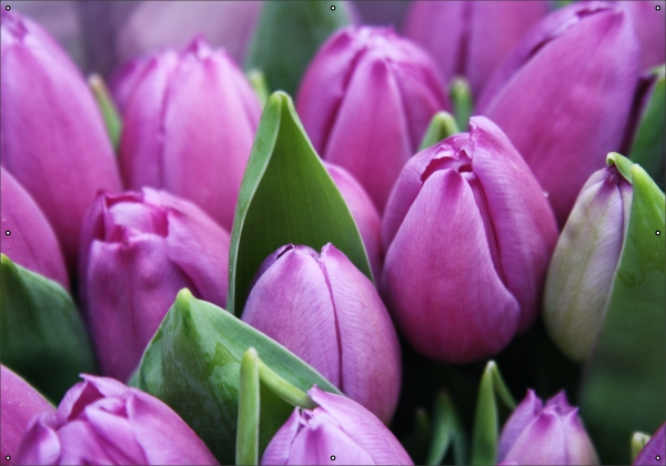 Tulpen tuindoek