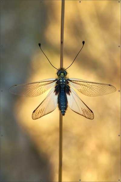 Vlinderhaft tuindoek
