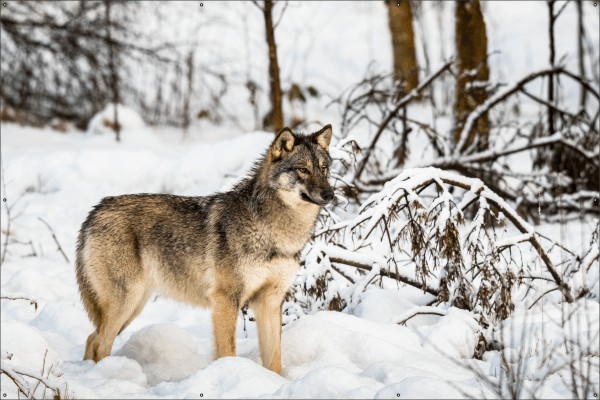 Wolf in sneeuw landschap tuindoek