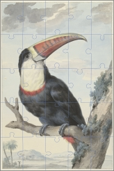 Aert Schouman - Roodsnaveltoekan