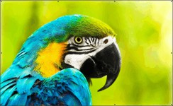 Blauw-gele ara papegaai