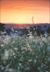 Grasland bij zonsondergang