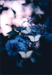 Groot Witje op vlinderstruik