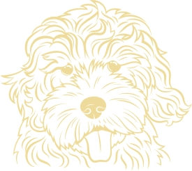 Labradoodle
