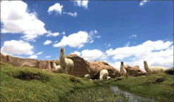 Lamas in landschap
