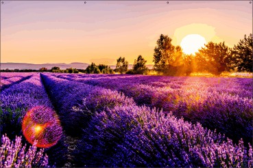 Lavendel veld