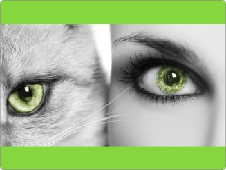 Ogen Groen Laptop Sticker 15 inch