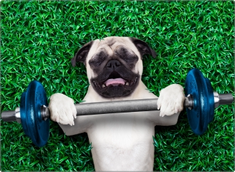 Pug laptop sticker 17 inch