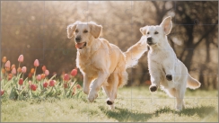 Puzzel huisdieren hondjes