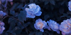 Rozen in avondschemer