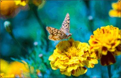 Vlinder op afrikaantje