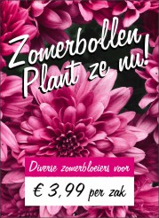 Zomerbollen plant ze nu